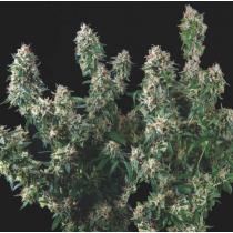 Tutankhamon x Cookies USA (x5)